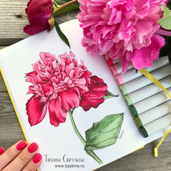 Пионы фломастерами