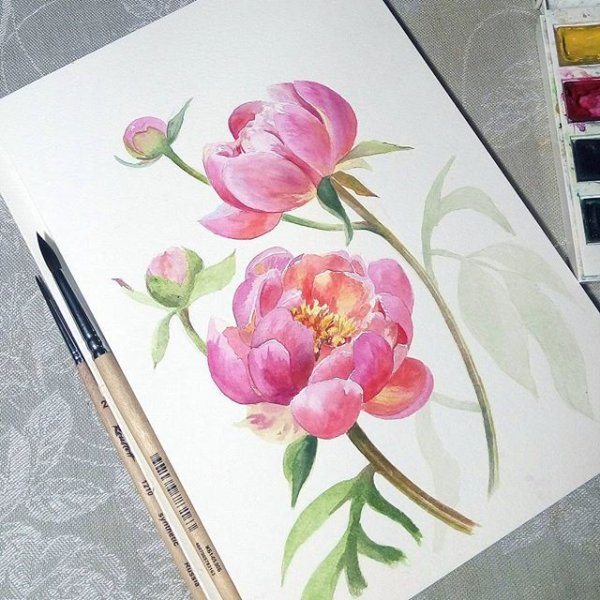Пионы акварель скетч