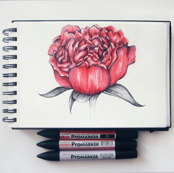 Пион скетч маркерами