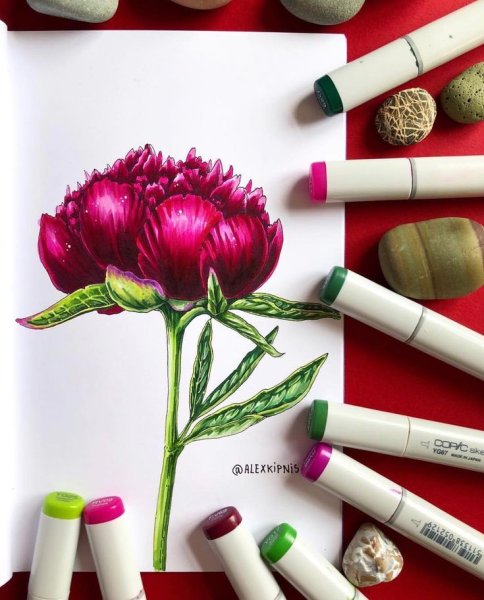 Пионы скетчинг маркерами