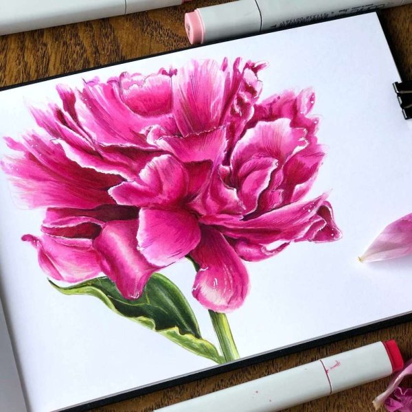 Пионы маркерами