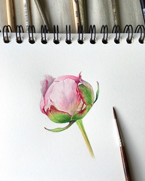 Пионы скетчинг акварель