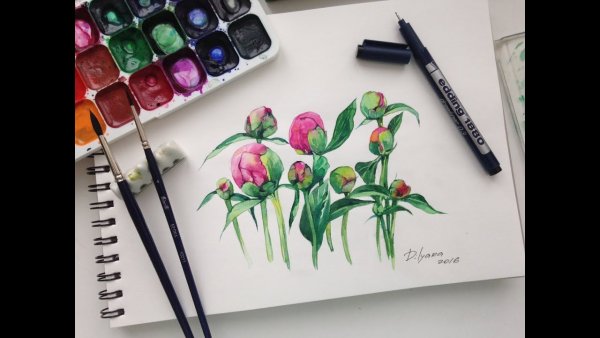 Пионы акварелью для начинающих