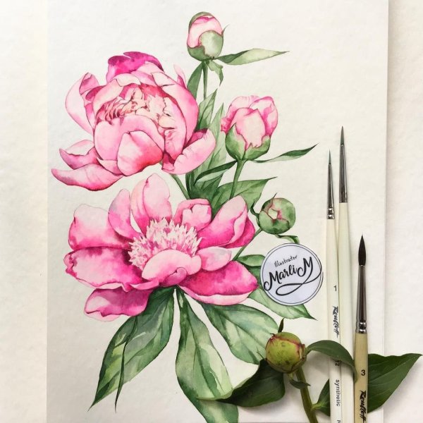 Пионы скетчинг акварель