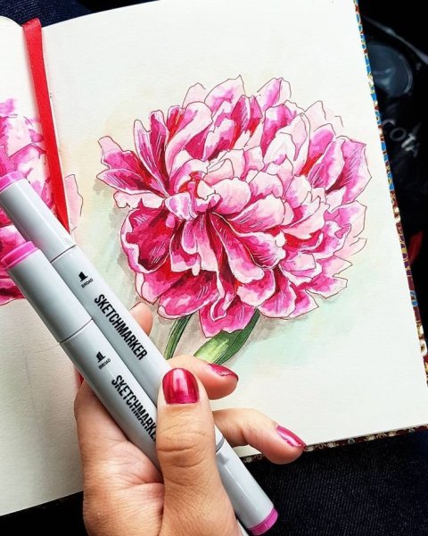 Пионы скетчинг маркерами