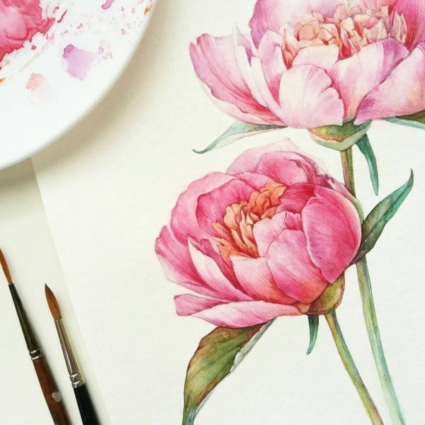 Пион акварель Ботаническая