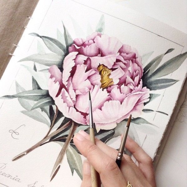 Пионы скетчинг акварель
