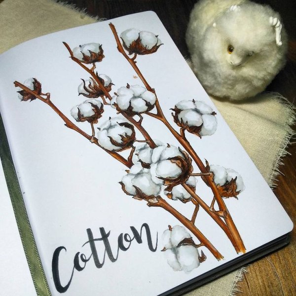 Ветка хлопка рисованная