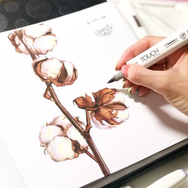 Цветок хлопка акварель