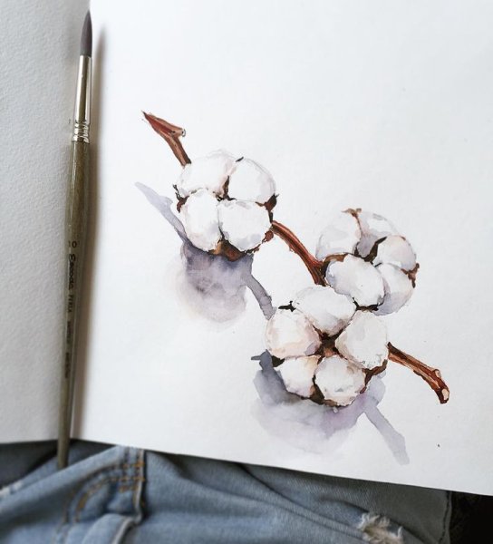 Цветок хлопка акварель