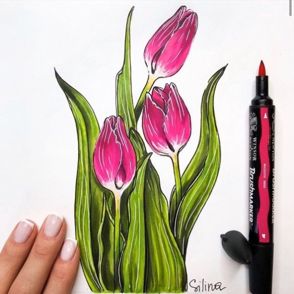 Тюльпаны скетчинг