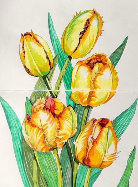 Тюльпаны скетч маркерами