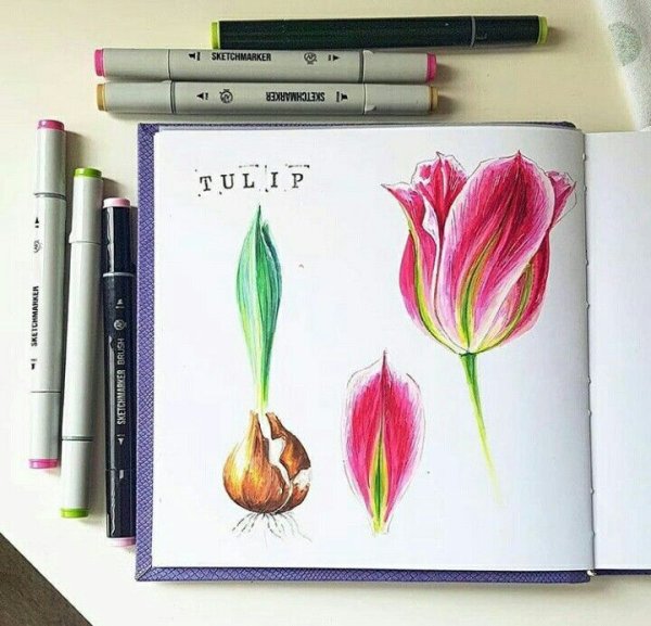 Тюльпаны маркерами