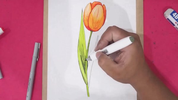 Тюльпаны скетч маркерами