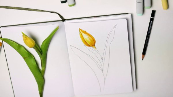 Тюльпаны фломастерами