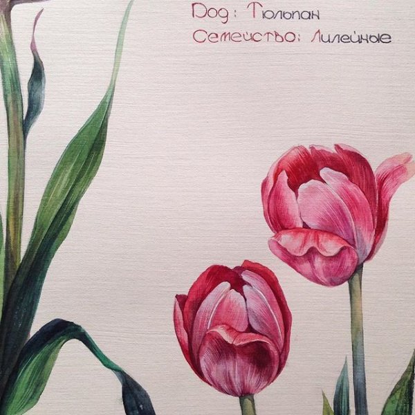 Тюльпан зарисовка