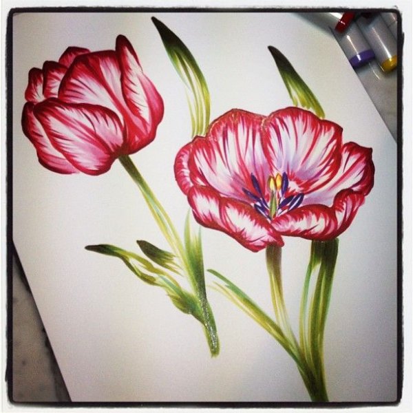 Тюльпаны фломастерами