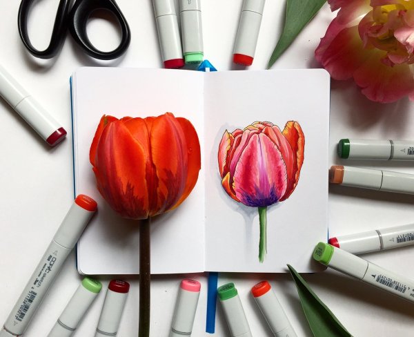 Скетчинг маркерами тюльпаны