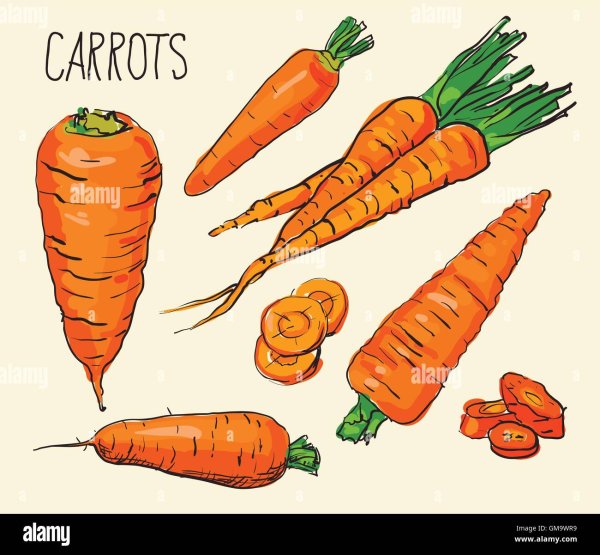 Пучок моркови рисунок