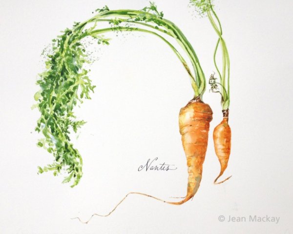 Морковь акварелью