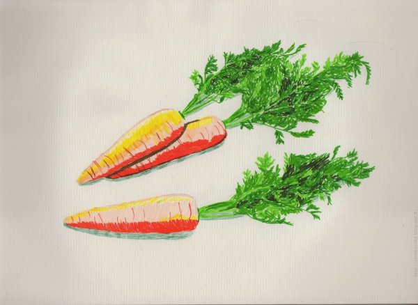 Морковка красками