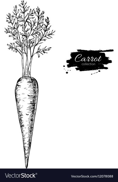 Морковь простым карандашом