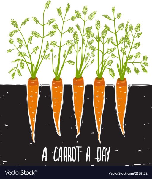 Ботаника морковь