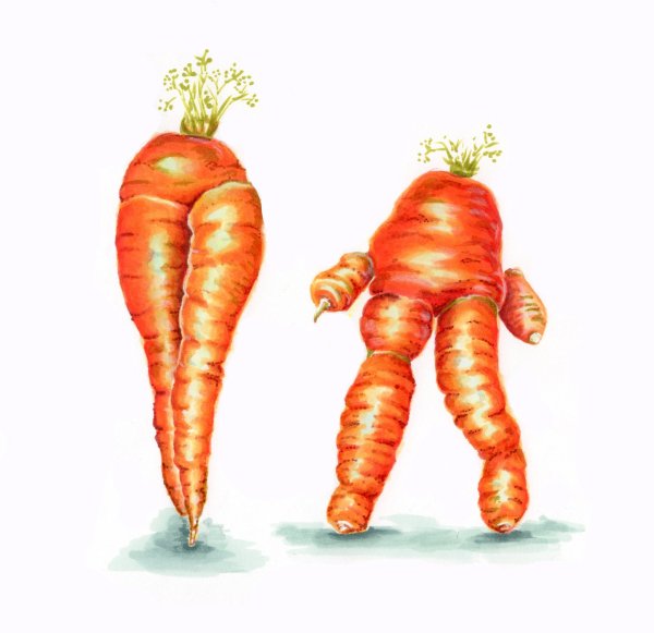 Поэтапное рисование моркови