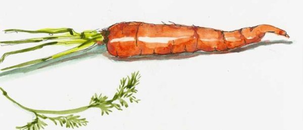 Рисунок морковки для срисовки