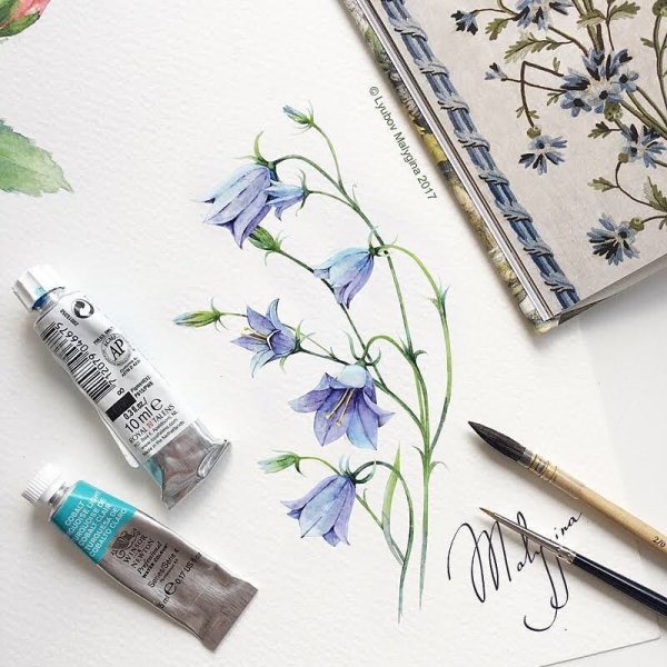 Скетчи растений акварелью