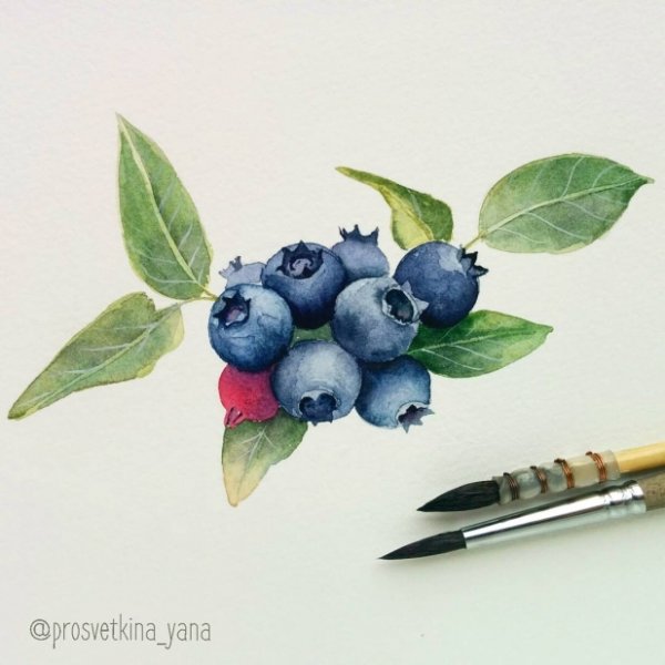 Голубика маркерами