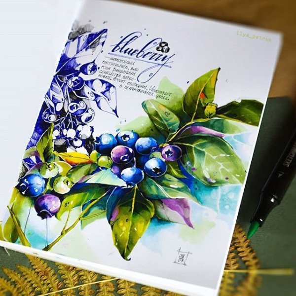 Голубика акварелью