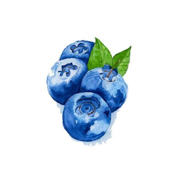 Черника акварель