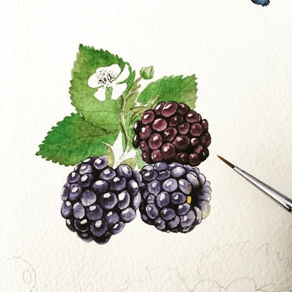 Ежевика скетч