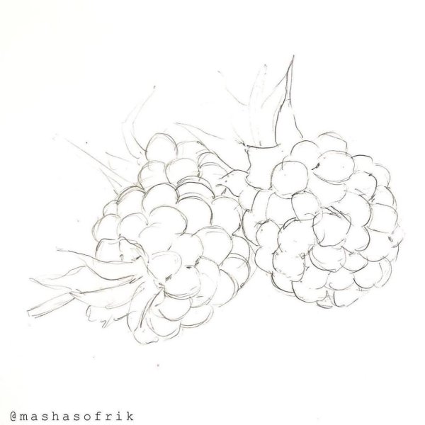 Ежевика скетч