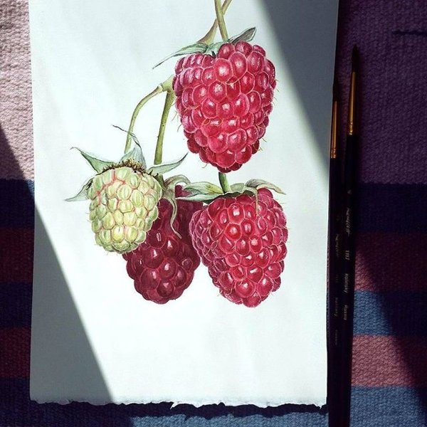 Ежевика референс