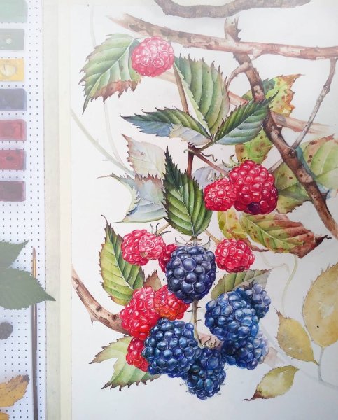 Малина ежевика акварель