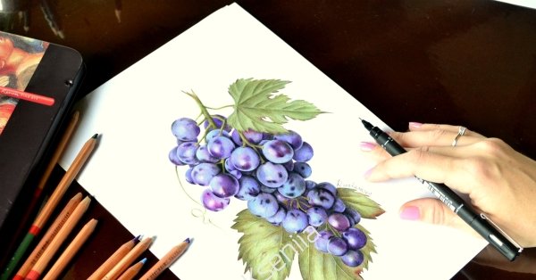 Идеи для рисования ягоды