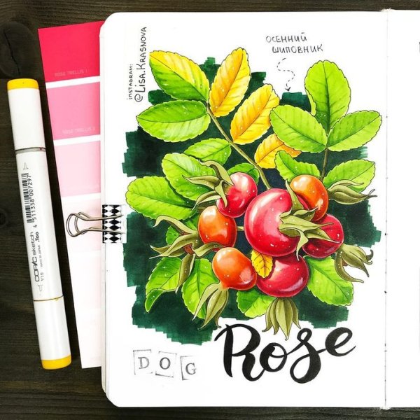 Малина рисунок