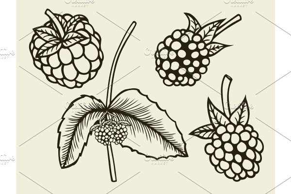 Скетчи ягоды цветные
