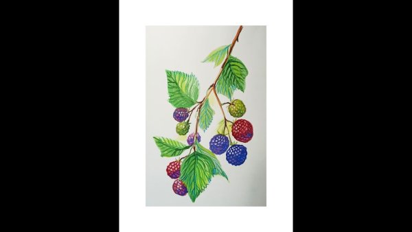 Малина рисунок