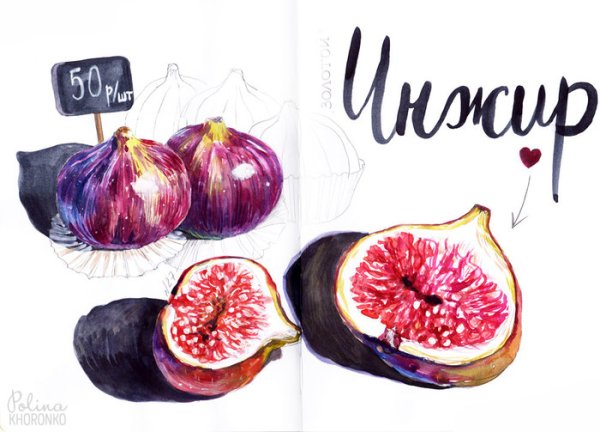 Инжир скетч акварелью