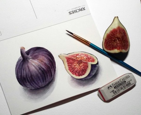 Инжир скетчинг