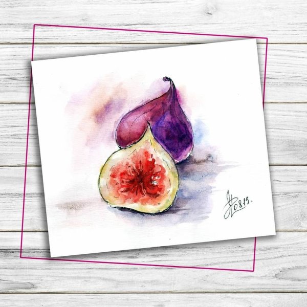 Инжир скетчинг