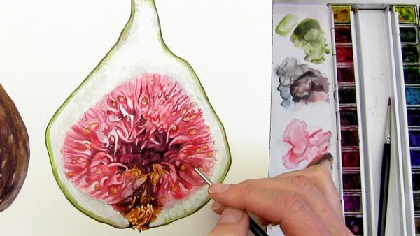 Ботаническая живопись инжир