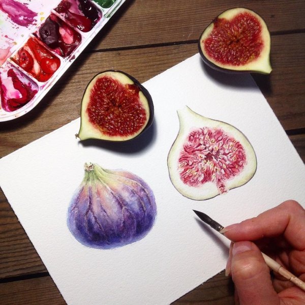 Инжир скетч акварелью