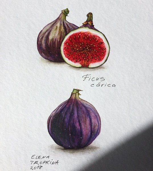 Инжир скетч акварелью