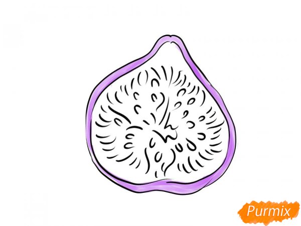 Инжир рисунок карандашом