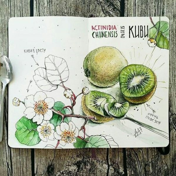 Фрукты в скетчбуке