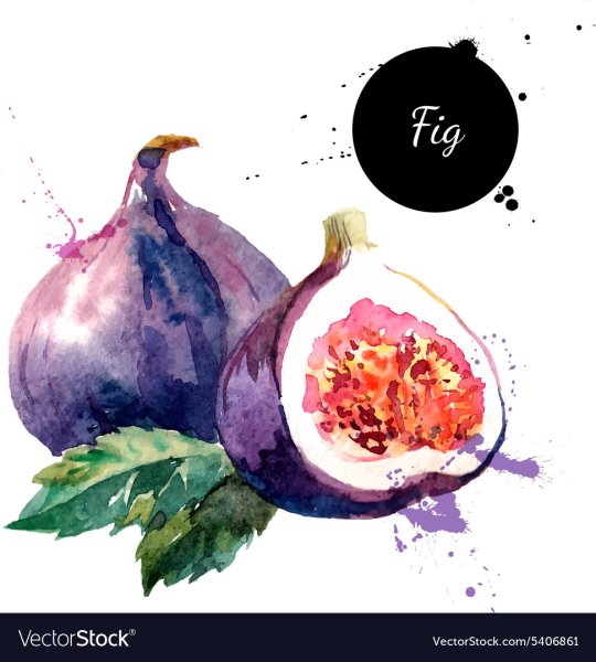 Фрукты акварелью инжир